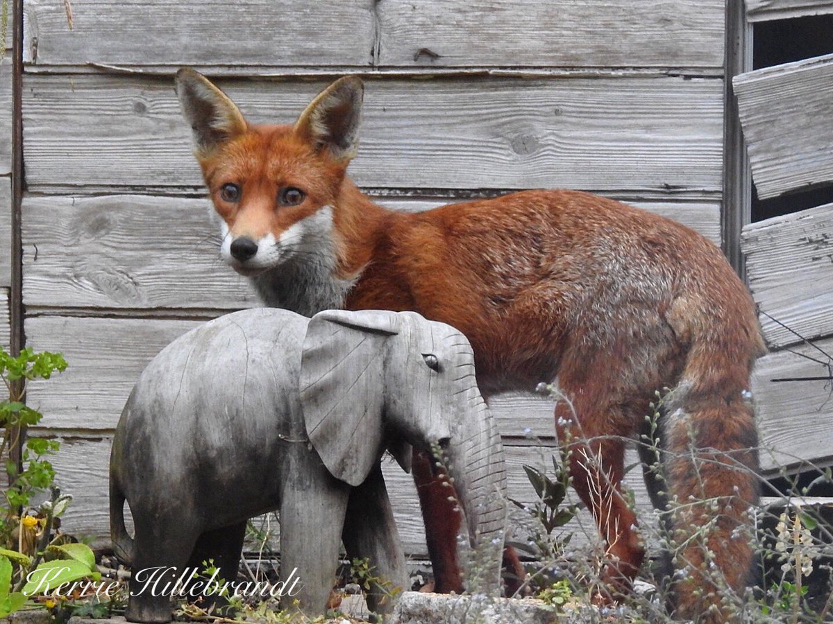 Fifi and her cub #ban #foxhunting #saveourfoxes #lovefoxes @wildlife_uk @Natures_Voice @BBCSpringwatch @hertskingfisher @rivercolours @ChrisGPackham @NorfolkBea @natureswildlife @nature_phile @Nessnature @Steveredwolf @Nature_Pics_4U