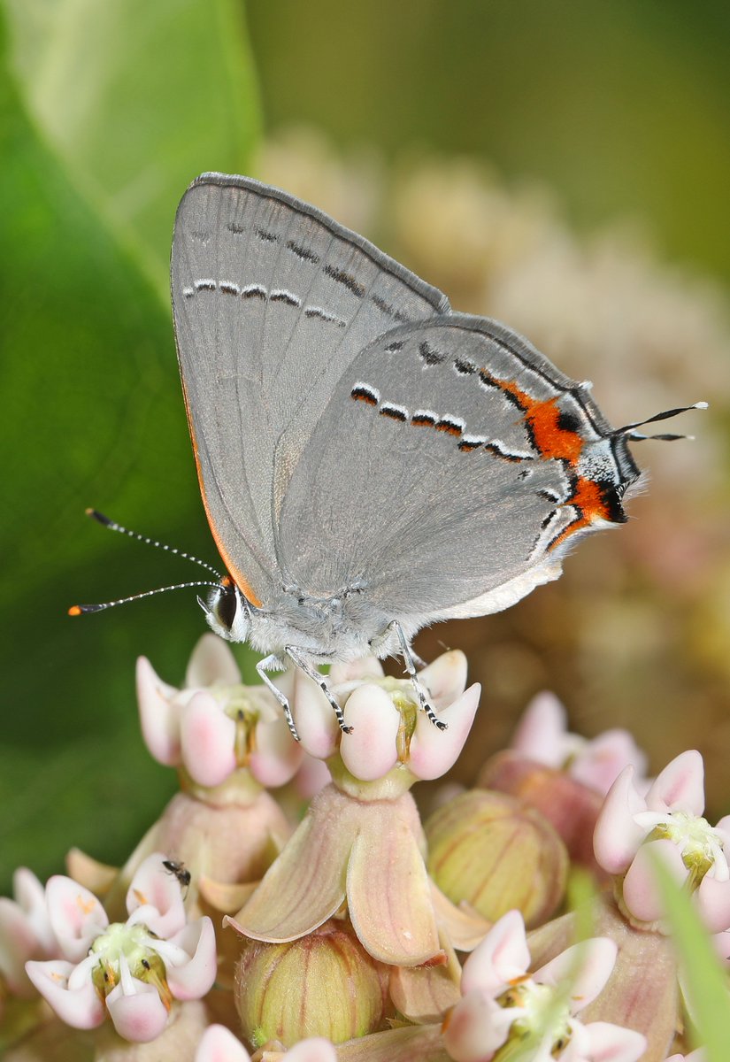 USFWSMidwest's tweet photo. Monarch butterflies aren’t the only insects that depend on milkweed. Check out this beautiful gray hairstreak butterfly fueling  up on nectar. These native insects also feed on dogbane, mint and goldenrod. https://t.co/AzE0R2VWzj https://t.co/vxZIcBdbBG