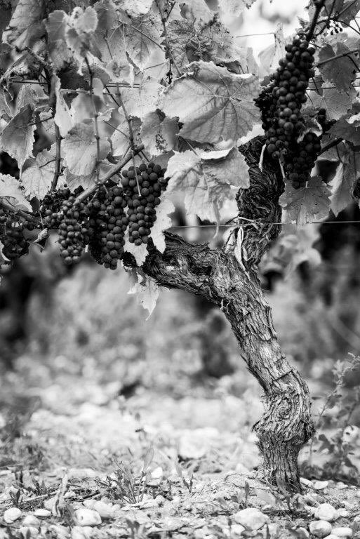 Capleonveyrin's tweet photo. Encore quelques jours pour commander le Château Cap Léon Veyrin 2018 sur notre site : https://t.co/TQjT03HSxC
#capleonveyrin #crusbourgeois #vinsdebordeaux #vinsdelistracmedoc #listracmedoc #vigneronsindependants https://t.co/g4gCCunrAR