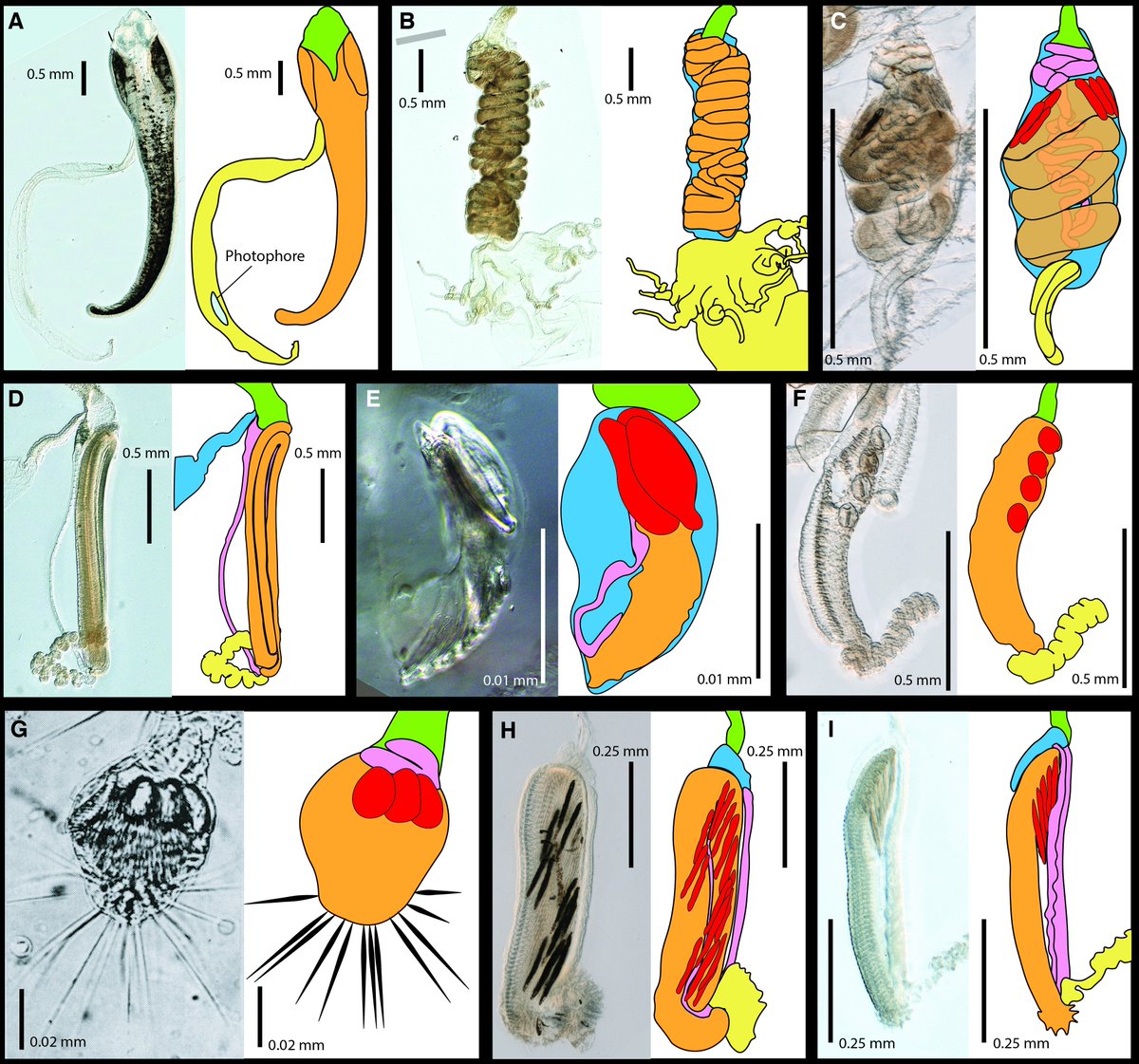 planktomancer's tweet image. Siphonophore tentilla are specialized tools for prey capture in the open ocean with a fascinating evolutionary history. Here&apos;s the preprint: biorxiv.org/content/10.110… w/ @beroe &amp;amp; @caseywdunn Funded by: #SiphWeb @NSF_GEO @YaleBiosphere @systbiol @yale_eeb