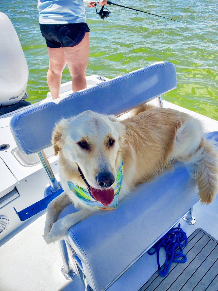 It’s a dog’s life! Summer vacations are better with best friends, family and of course our furry four legged companions. <a href="/RealSaltLife/">Salt Life</a> <a href="/ContenderBoats/">Contender Boats Inc</a> #SummerVibes #FloridaKeys #doglovers #AdoptDontShop #Islamorada #SaltLife