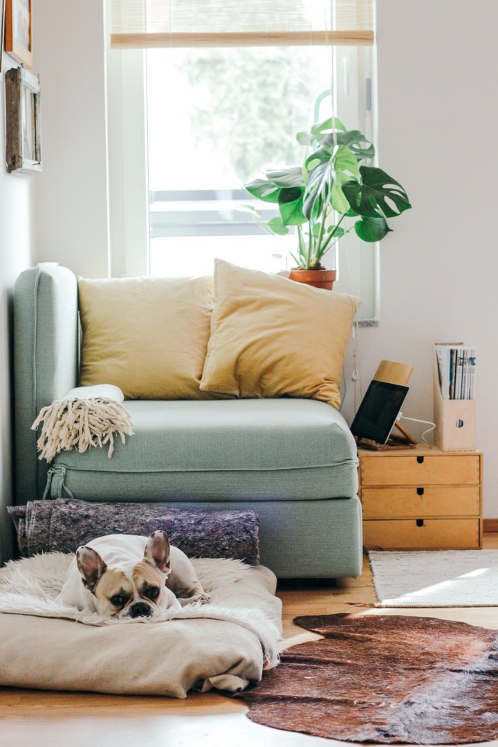 I love everything about this photo! Homes are meant to be cozy and full of natural light. I can help you, and your furry friend, find your next dream home.

#ezbrookside #dreamhome