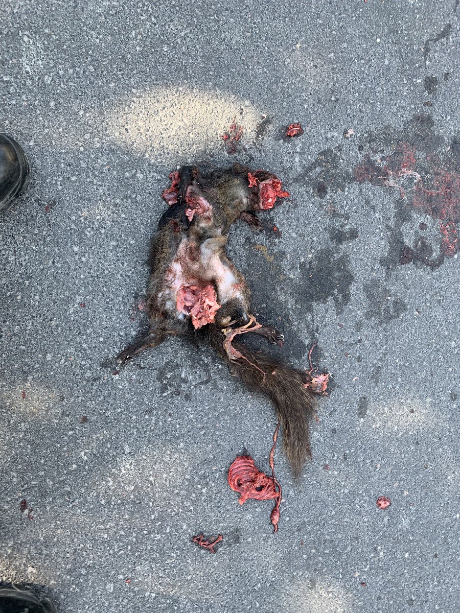 6perronsinwaub's tweet photo. Some random sites along the route with the #paramedicpush Sadly, we couldn’t save the squirrel. @Opseulocal303 @simcoecountyPS #itsalongwalk #beautifulcounty https://t.co/Wx2RJUmbdk