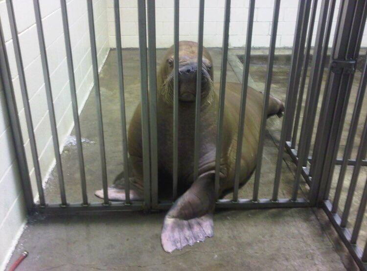 walruswhisperer's tweet photo. Fact: 4 walruses have died at Marineland in mere months leaving Smooshi the lone survivor. She’s now in her 6th week of isolation - an unbearably cruel existence. Is Marineland imposing unnecessary suffering to Smooshi as revenge against me for revealing cruelty at the park?? https://t.co/4P7CdatzrB