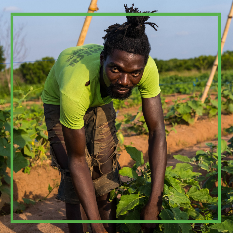 SoBGreen1's tweet photo. 🌿Meet Koto🌿: our hipster farmer. He always has the coolest hairstyle when he farms. Koto displays his diligence as he ploughs the land in preparation for planting, ensuring 100% organic vegetables to our So-B-Box.  Stay tuned for our launch! 
#organic #farmtotable #accra https://t.co/t41pvGF8sX