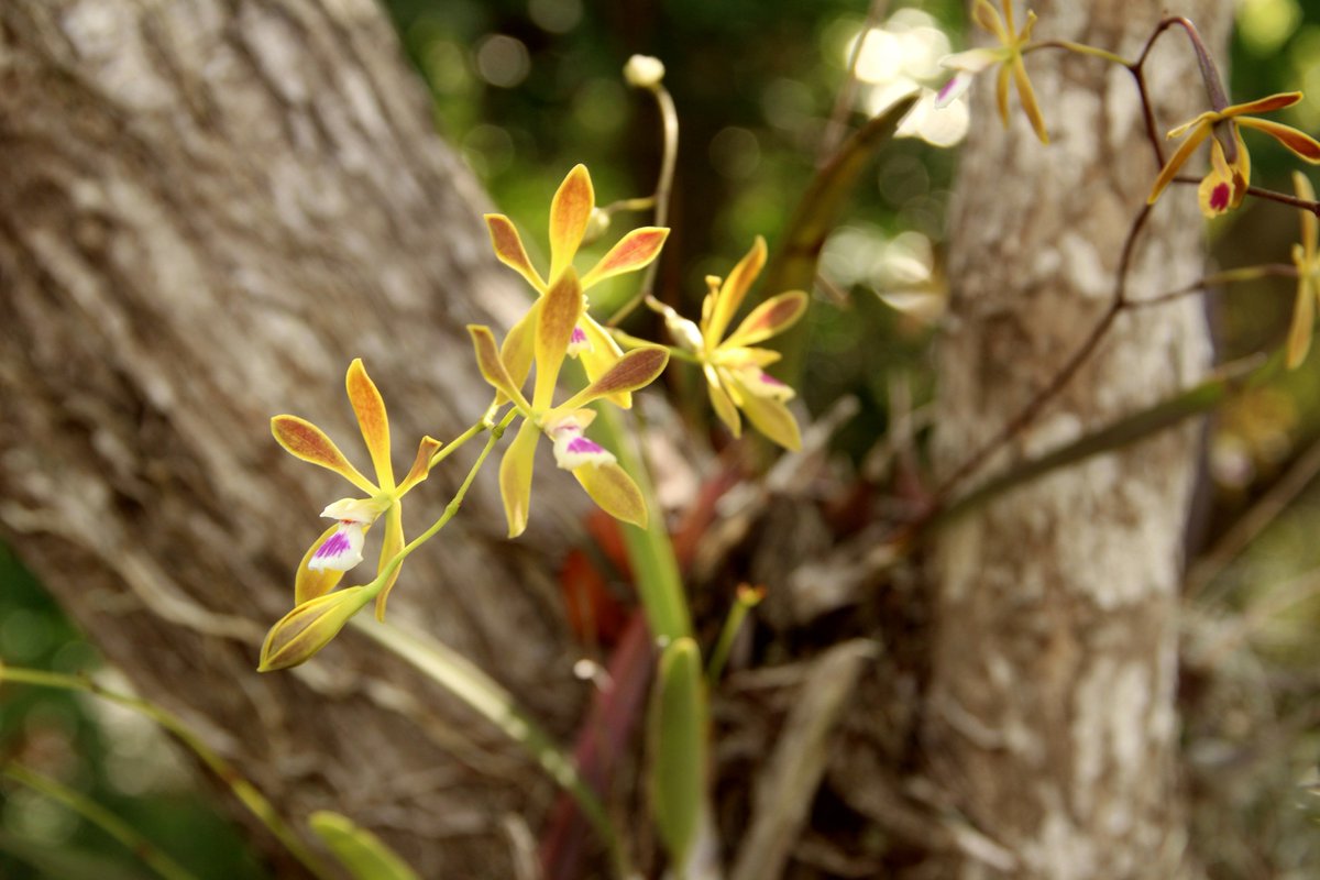 Wild #orchids are in bloom at the Refuge. Can you find them? #flowers #discoverding #NaturePhotography #Nature #lovenature