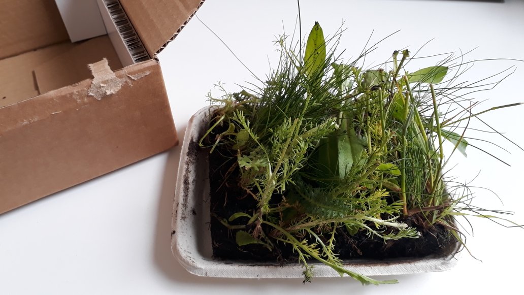 RobDelius's tweet photo. I've been sent a small piece of meadow out of the blue...
Here's also one we planted outside our office a few years ago
@StrideTreglown #micromeadow https://t.co/dTqbXTdvfo
