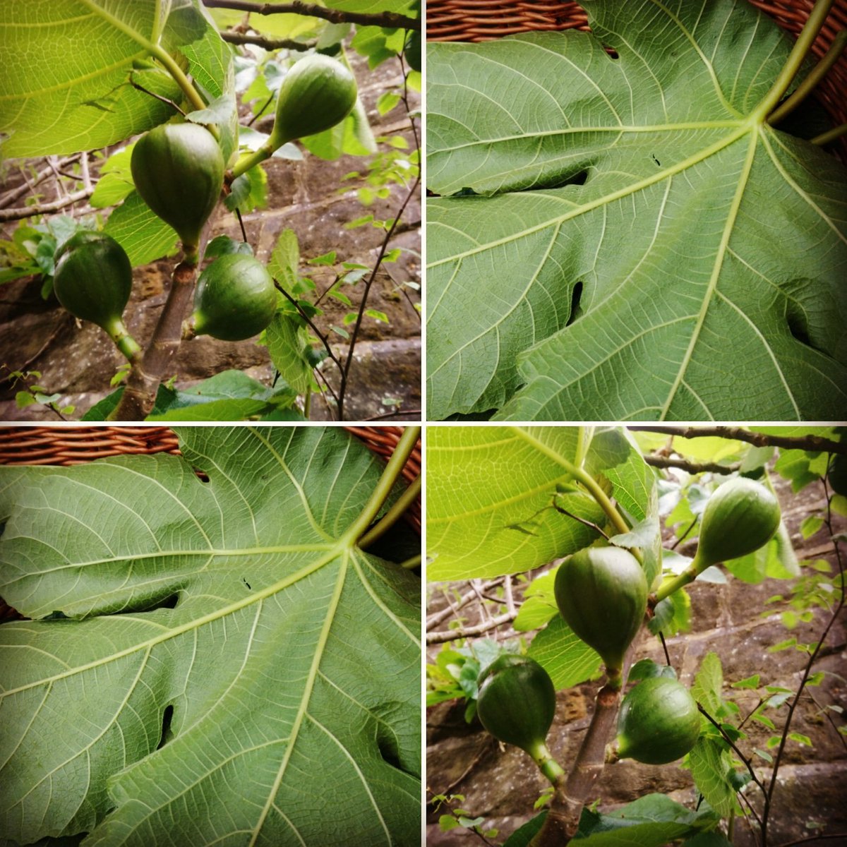 Unripe green figs &amp; leaves. Distinctly coconutty fragrance to both. Use leaf to flavour dishes. Figs can be preserved: got an Elderflower, orange &amp; lemon infused smoked maple syrup waiting for the final stage. #foraging #wildfood #figs