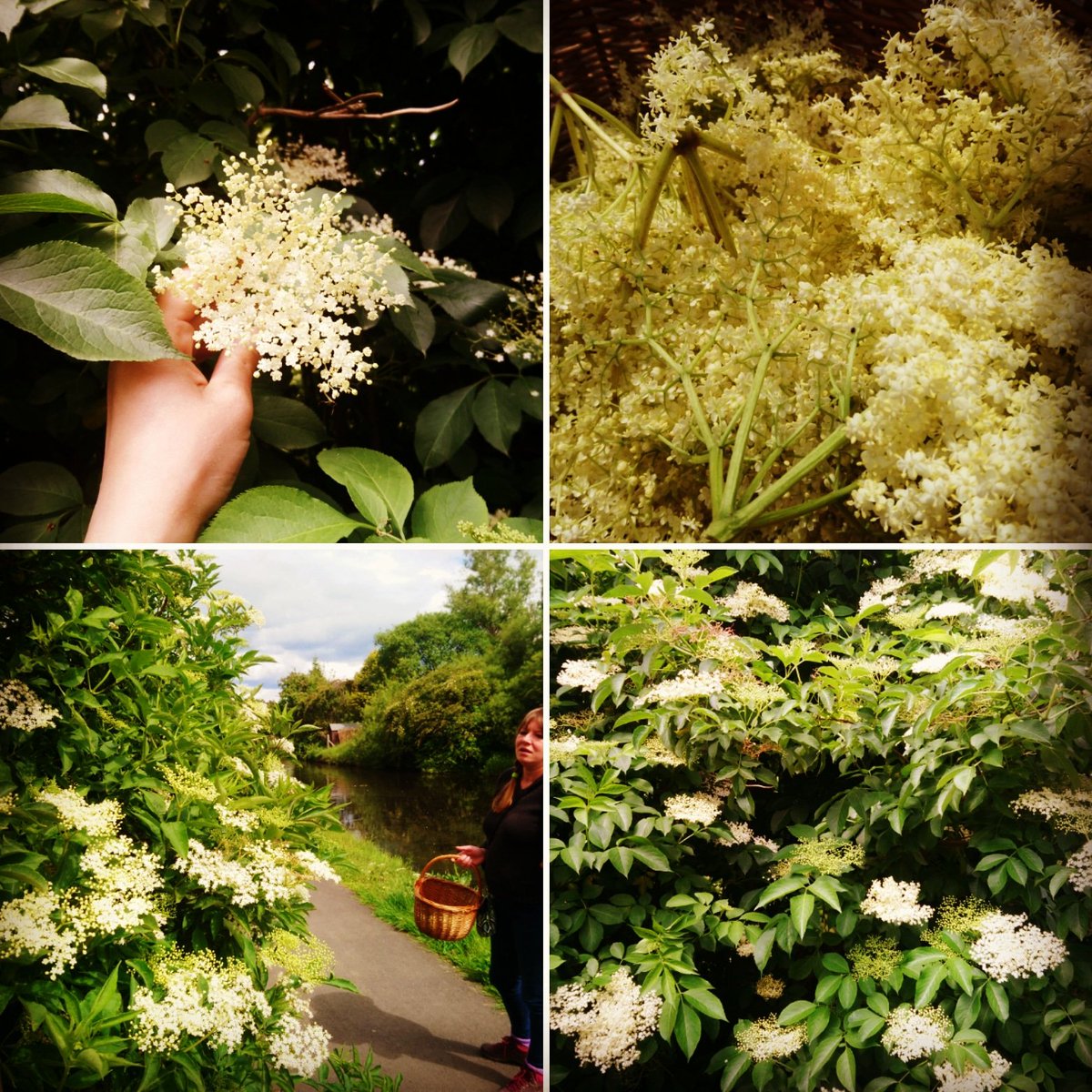 Found a window of sunshine the other, perfect Elderflower gathering weather. 10L of Elderflower &amp; Sea Buckthorn Berry natural fizz is now on. Remainder going to add flavour to preserved green figs #foraging #wildfood #elderflower
