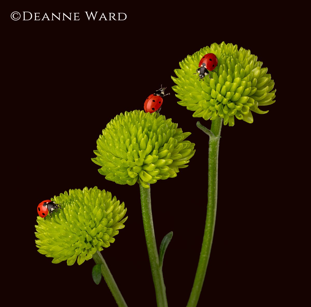 The Guild of Photographers tweet media