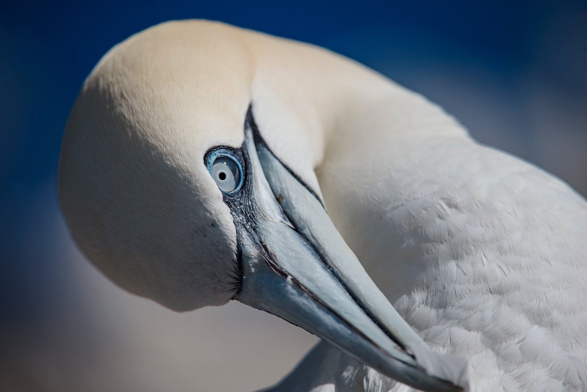 JamesGrecian's tweet photo. Northern gannets are highly consistent in where they spend the winter, but may benefit from flexibility in their diet.
Our new paper published today in @FrontEcolEvol #ornithology #seabirds #OA #OpenScience
https://t.co/BguVEq0JFm https://t.co/vemGJqng3f