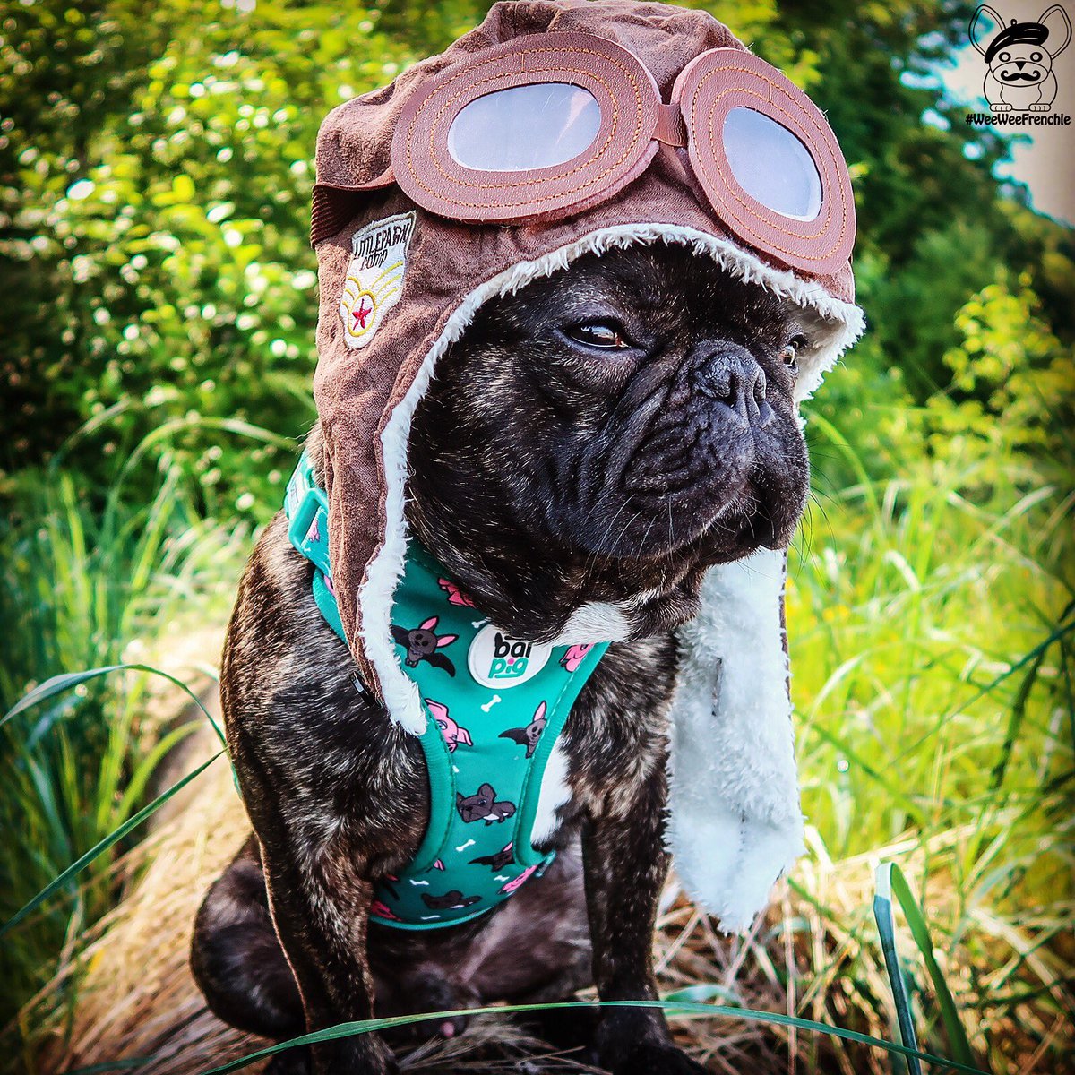 weeweefrenchie's tweet photo. Can pigs really fly? Iβm ready for the challenge! π·π©
.
#flyingpig #batpigdog #batpigs #piggylove #batdog #dogaccessories #batpigco #theaviator #weebabyphoenix #weeweefrenchie ππ¦
.
π·π·π·π·π·π·π·π·
Follow our Adventures:
Cooper & Phoenix
π¦π¦π¦π¦π¦π¦π¦ https://t.co/d9ygNBz2bE