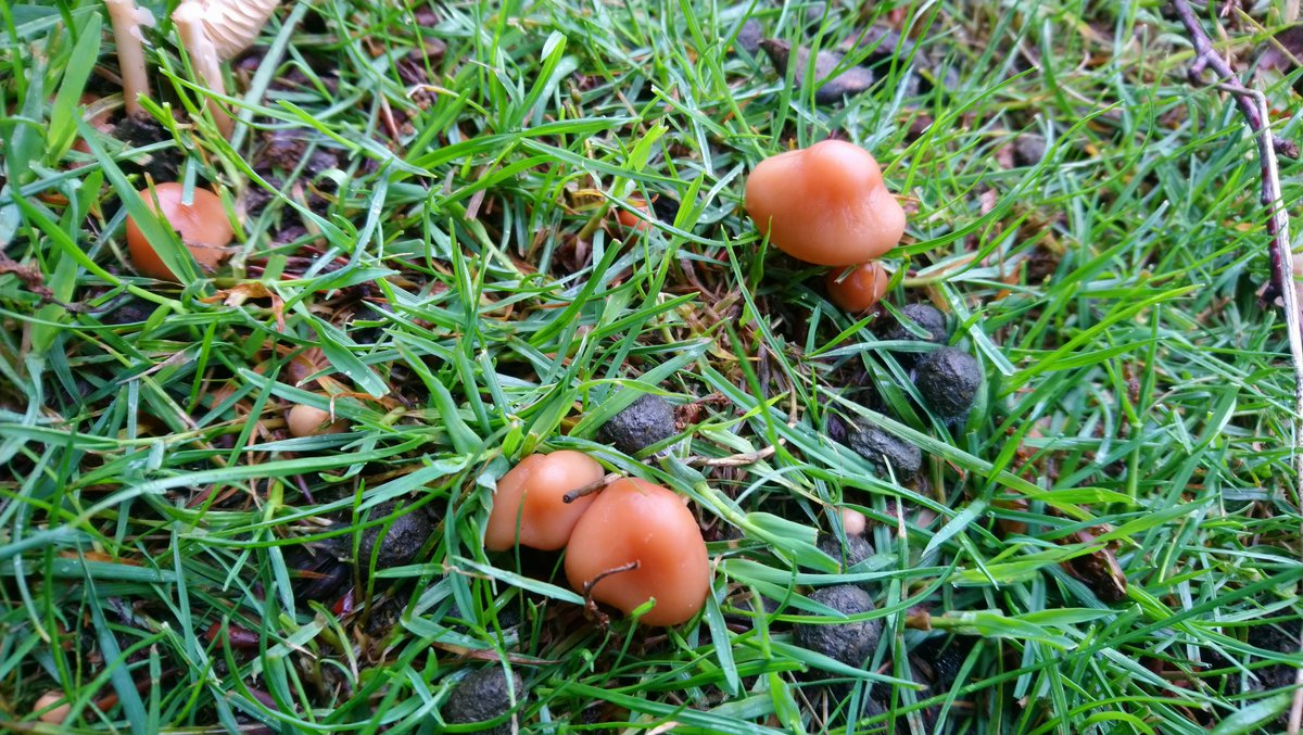 I recognise those tasty &amp; almond like aroma'd hats... #foraging #wildfood #fungi #fairyringchampignon