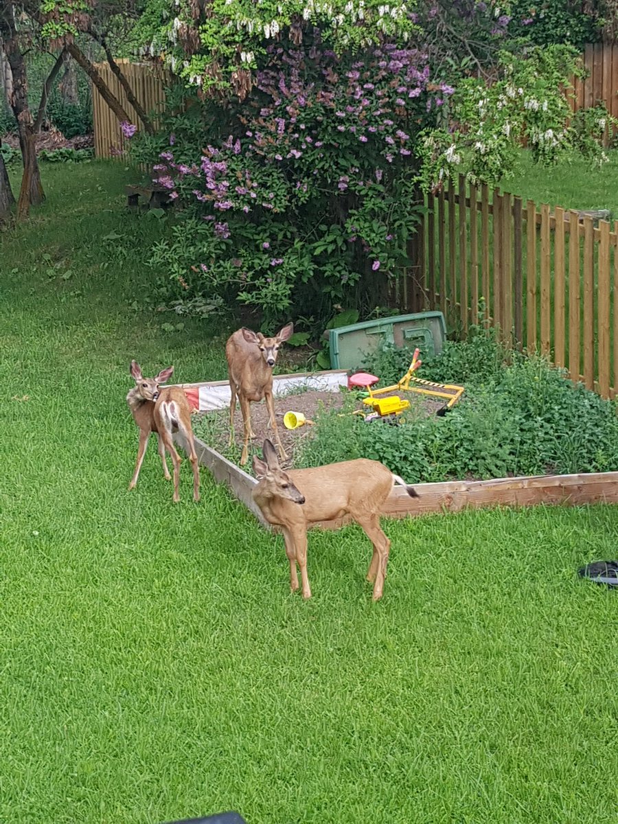 When your son leaves the compost bin open, you get uninvited guests.