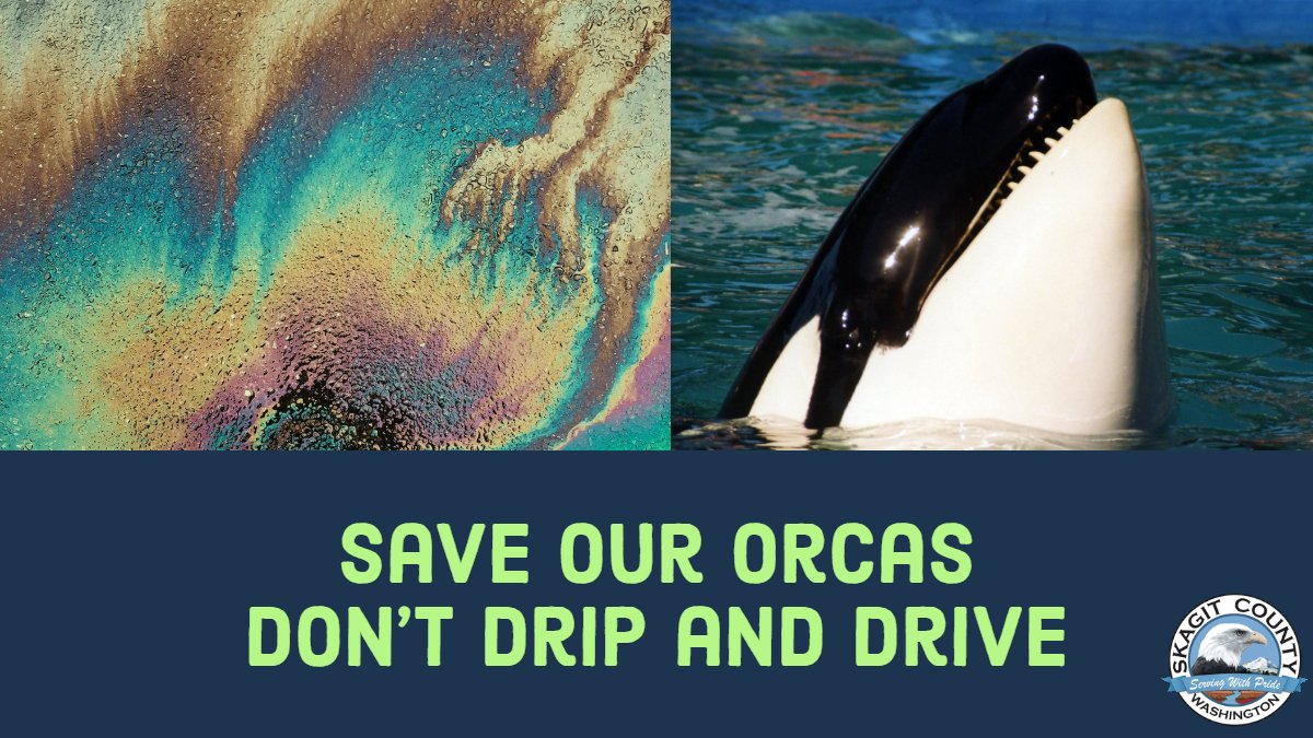SkagitGov's tweet image. June is #OrcaActionMonth! Oil from cars causes health problems for the juvenile salmon that our Orca population needs to survive. Puget Sound cars drip a tanker truck's worth of oil every single day.
If your car leaks, please get it fixed. Don't drip and drive.