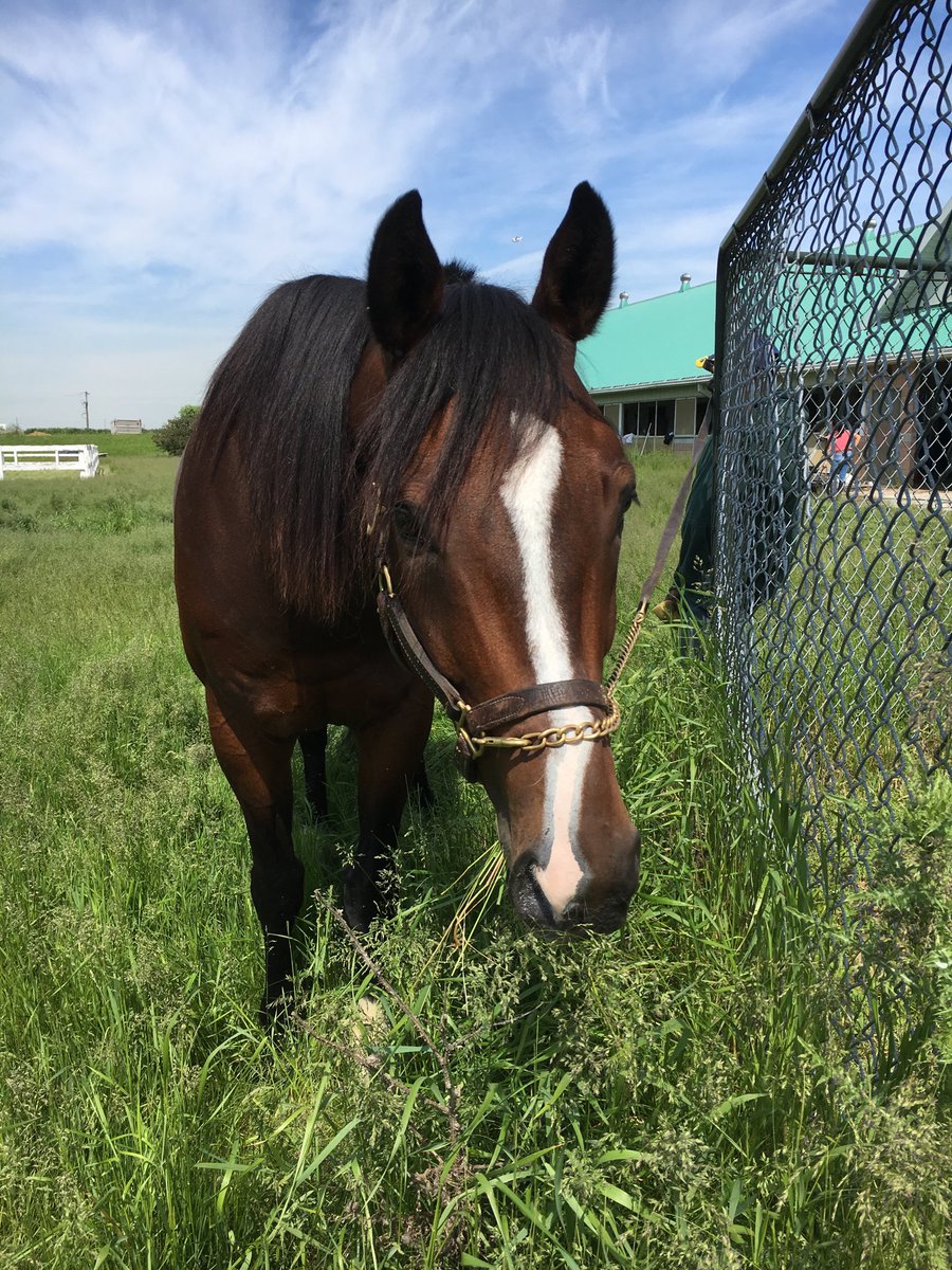 ClothesHorse39's tweet photo. #TrackPony #BarnPony Walter Carroll enjoying graze time after training. #Coach ππ»π¨π¦ #HorseRacing #OntarioRacing #BarnLife https://t.co/nkMljR1geS