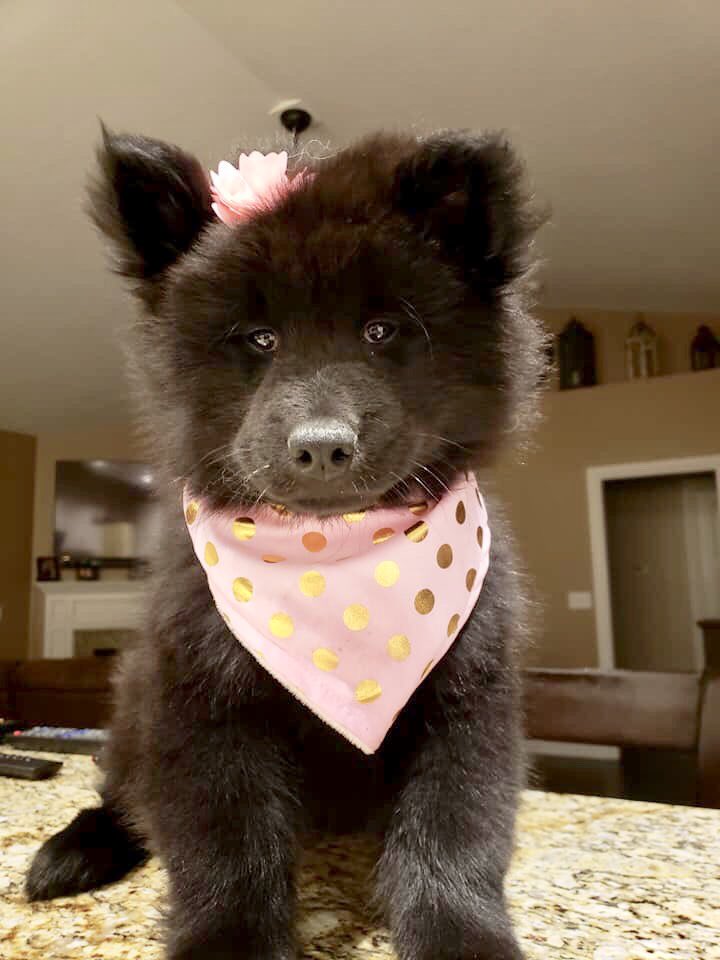 Heartland pups are 10 weeks old and are doing great in their new homes! #eurasierpuppies #heartlandeurasiers