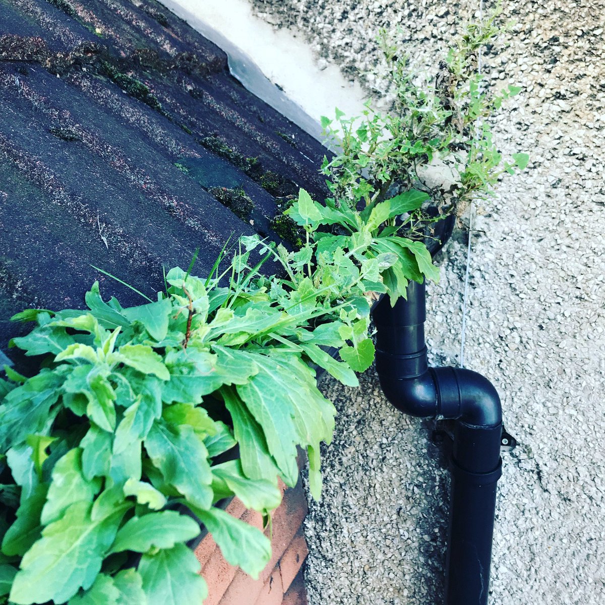 Stuartswindow's tweet photo. Gutters overgrown? Book us in https://t.co/OxSoxPLR70 #guttercleaning #carpetcleaning #windowcleaning #checkatrade https://t.co/boRifLJdga