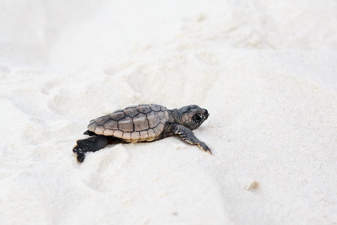 You can help protect nesting sea turtles during your byway stop in Gulf Shores and Orange Beach: ow.ly/D1x850uCn2b

#ShareTheBeach #ALCoastalConnection