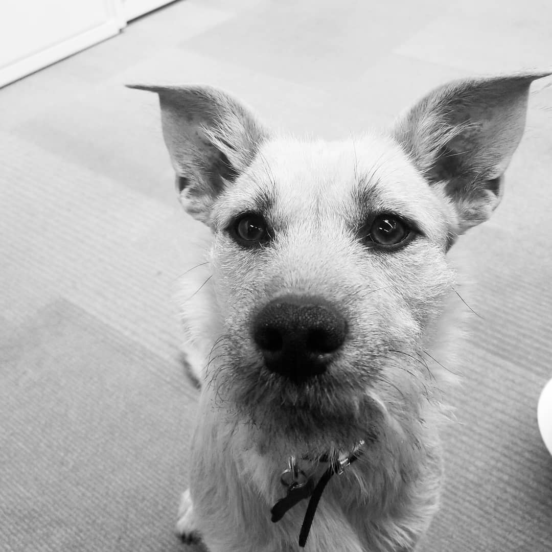 There seems to be a common theme in the "thank you" letters received from a student group that visited the studio recently . . . #WinneVanWags #WinneWednesday