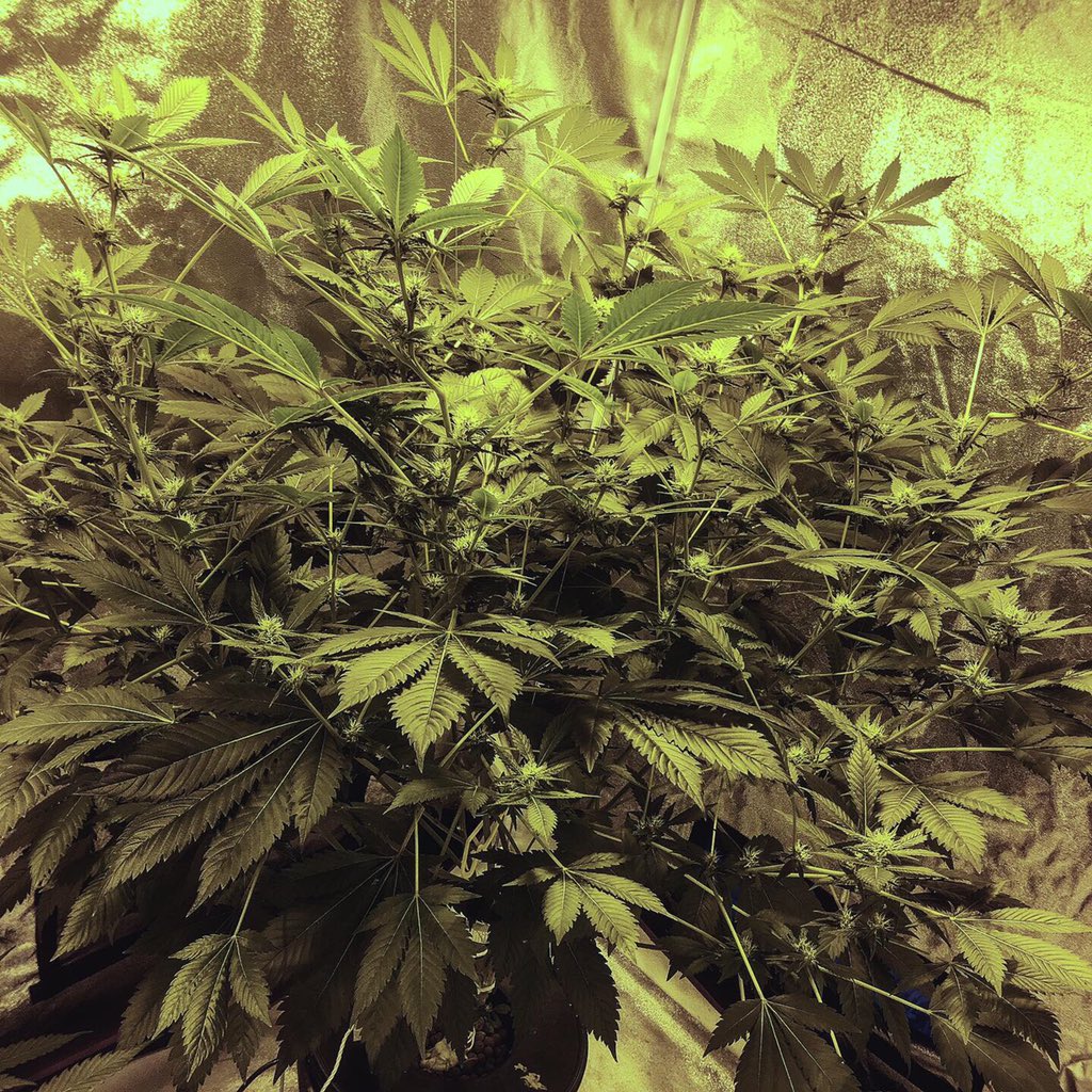 htgbaked's tweet photo. Looking pretty good only 3 weeks after flipping to the flower cycle 👍
#cannabis #cannabiscommunity #cannabisculture #cannabiscures #cannabisgrower #weed #growyourown #stonerdays #marijuanagrowers #marijuana #marijuanamovement #420photography #420life #budshots #buds #nugshot https://t.co/qaqNymyGBd