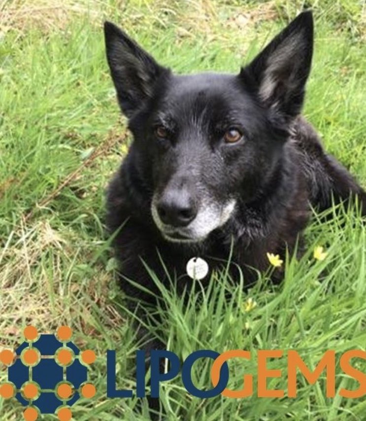 lipogemscanine's tweet photo. Get back to ball-catching and beach walks!

Has your dog been diagnosed with a condition that could be considered for treatment with Lipogems Canine? 
Why not get in touch with our referral team for further consultation: lucy_wilson@lipogemscanine.com
#savingyourbestfriend https://t.co/JroJ7uXftC