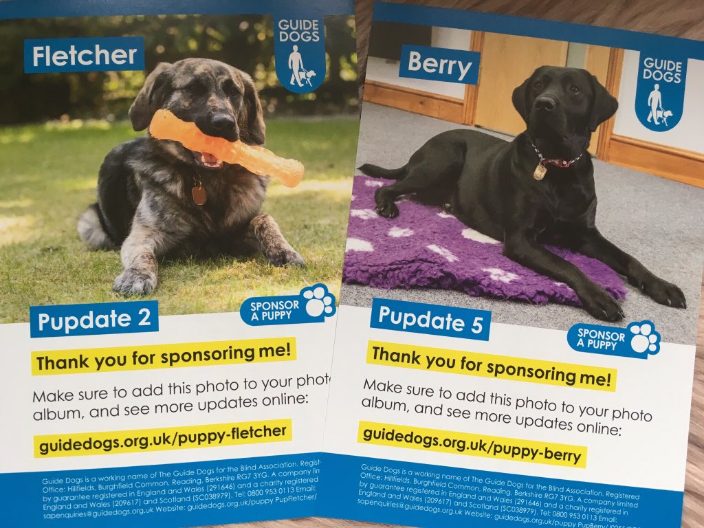 DMUEnglish's tweet photo. Pupdate time! The @guidedogs sponsored on behalf of #DMUEnglish are growing so fast, and are still really, really, really ridiculously good looking. Hi Berry and Fletcher 👋🏻🐾❤️ https://t.co/mVemlsoHGx