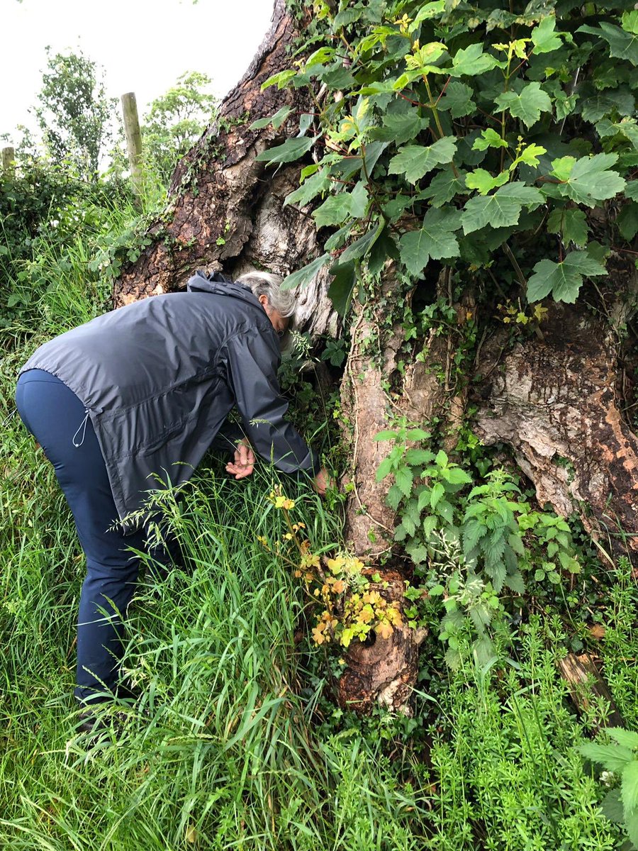 invincibles1881's tweet photo. #geocaching #higherwalton https://t.co/pXTrbHLhd3