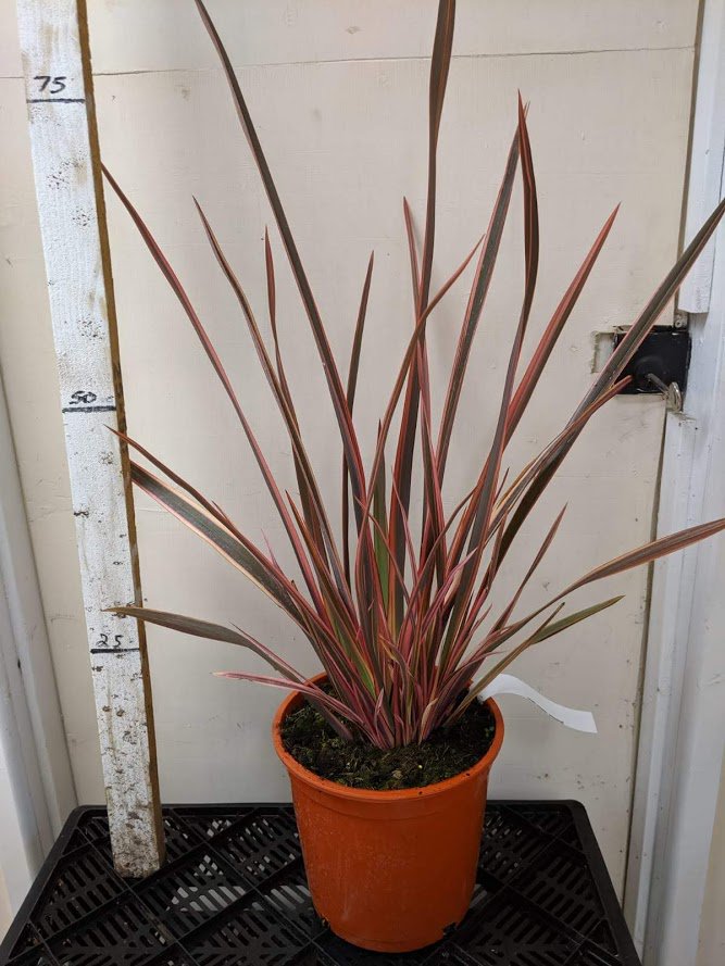 SandyLaneLTD's tweet photo. Our 5Ltr Phormium 'Rainbow Queen' are now ready for sale. Please email sales@sandylanenursery.co.uk for prices and availability https://t.co/0DdEFiJTlu