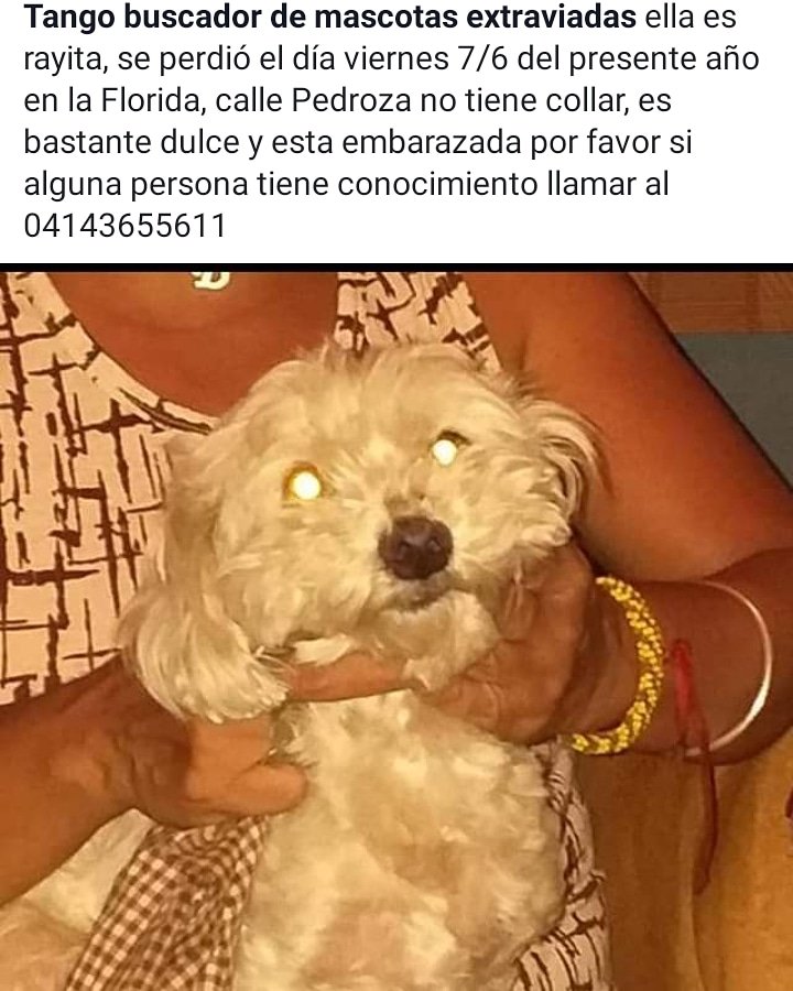 CarliinV's tweet photo. @Tango_BME @InfoNevado @dani_diazs @MisionNevado @perroscalle @PerrosPerdidosA #laFlorida #altaflorida #12Jun https://t.co/rtYpKLuiMt