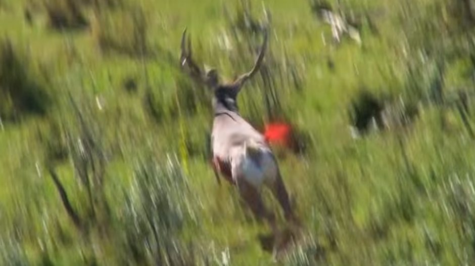 Huntingnews2020's tweet photo. The Most Epic Blood Trail Ever Caught On Camera [VIDEO] https://t.co/M5dDch1GcW https://t.co/93XpoC8DPQ