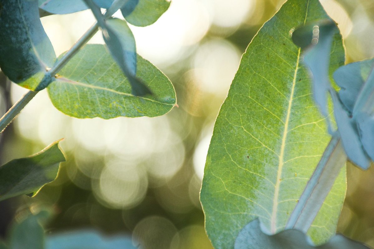 Don't associate any image with yourself.
Go beyond them all...

mooji.org/en/the-library…

#awareness