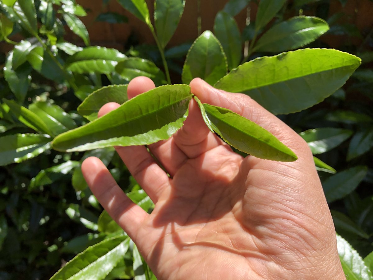 TeaSwallow's tweet image. Our next stop. Tea bushes everywhere in this town