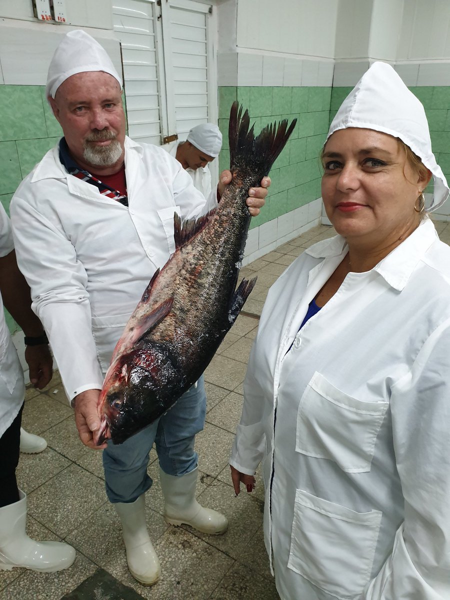 En UEB Estrella Roja de empresa PESCACAM procesan cerca de 5 mil TM de pescado de acuicultura al año. Se exporta una parte, y se suministra al turismo y población con calidad. Planean ampliar producción con inversión extranjera. #SomosCuba <a href="/MINCEX_CUBA/">MINCEX🇨🇺</a>