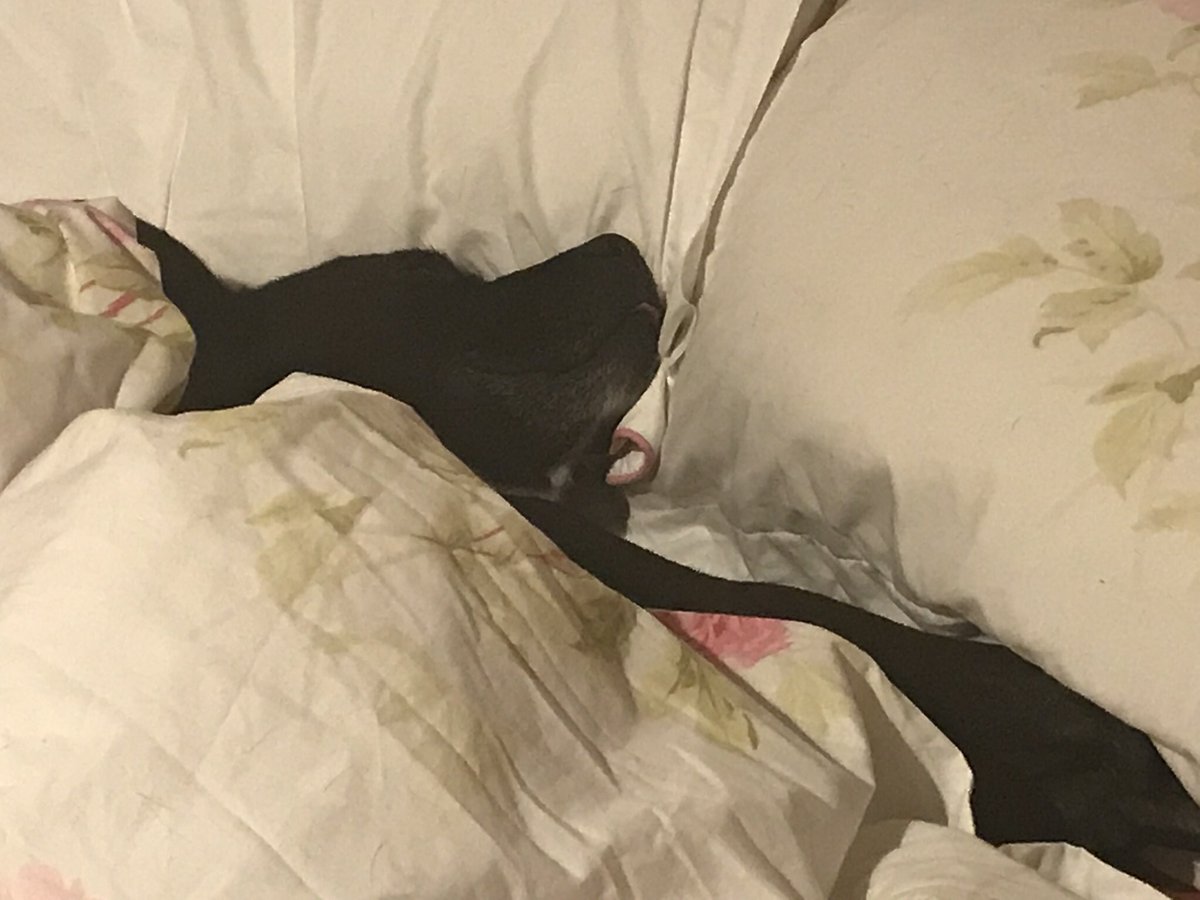 RescueStaffie's tweet photo. One could not be convinced that we both had to get up. #lovealiein #hatealarms https://t.co/sWFhT78RR8