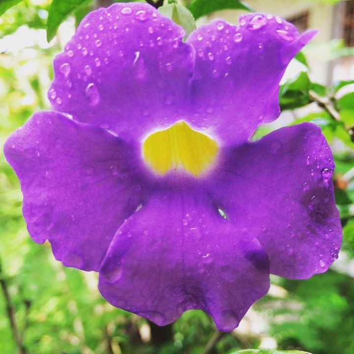 MarcioBarreto01's tweet photo. " Seja morada de sentimentos bons!" 🌺✨

#floreslindas #chuva #photo #naturephotography #amarelo #lilas #verde https://t.co/KoqGLZgXkA