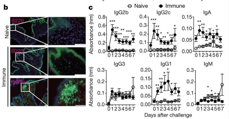 mmw_lmw's tweet photo. Circulating #memory_B_cells | act as a rapidly inducible source of #MucosalAntibodies in the #FemaleReproductiveTract | Akiko Iwasaki @VirusesImmunity @YaleIBIO @Nature https://t.co/BibJJ5x0UK https://t.co/6bFJ6RPvS2