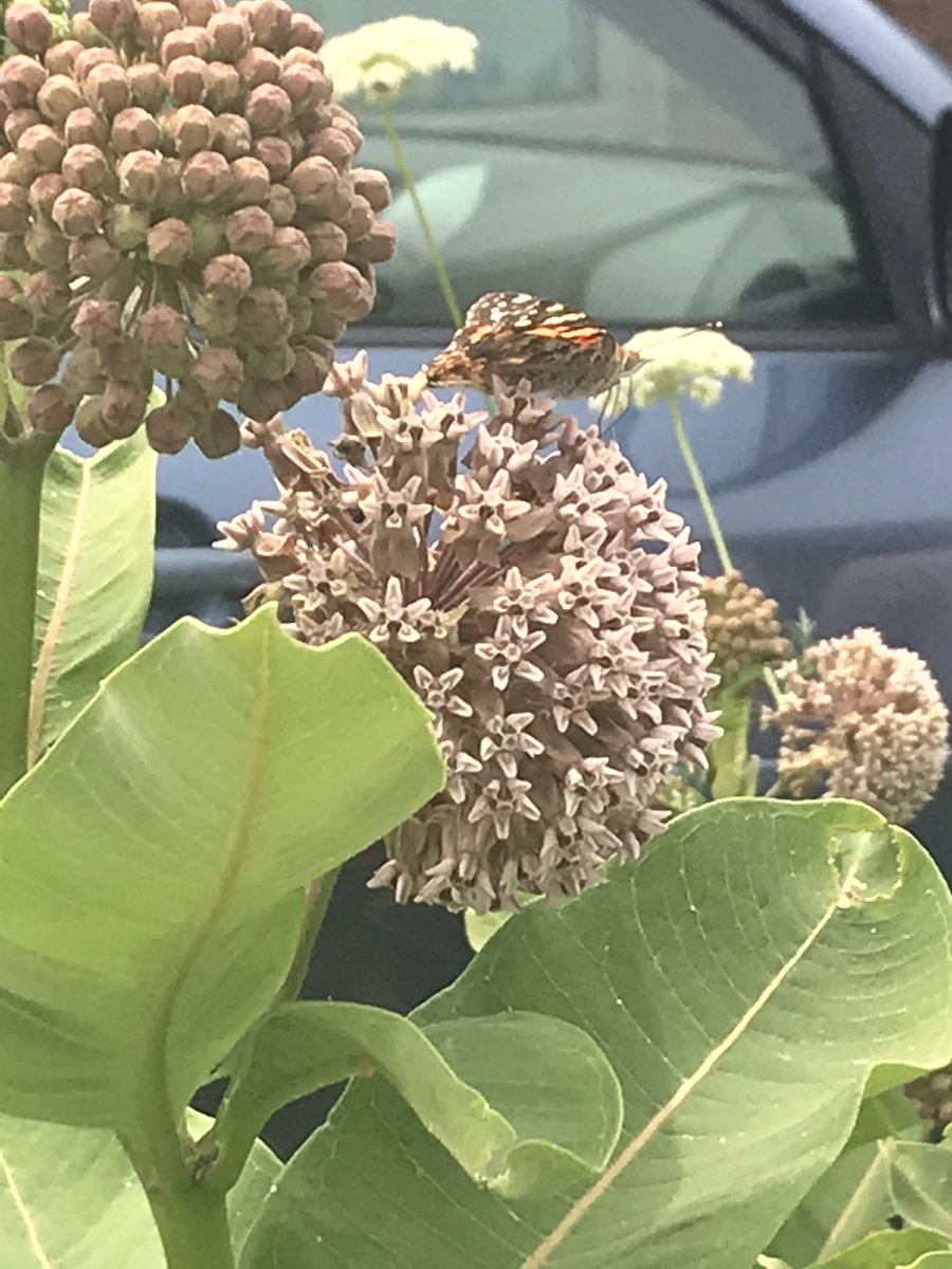 mrscapka's tweet photo. Our gardens @Hillcrest_BCPS are very busy with pollinators today #beeanengineer @ramos_maria1 @mwebsterbcps @BCPSOutdoorSci @HESCourtyard https://t.co/aAD6tKiYJl