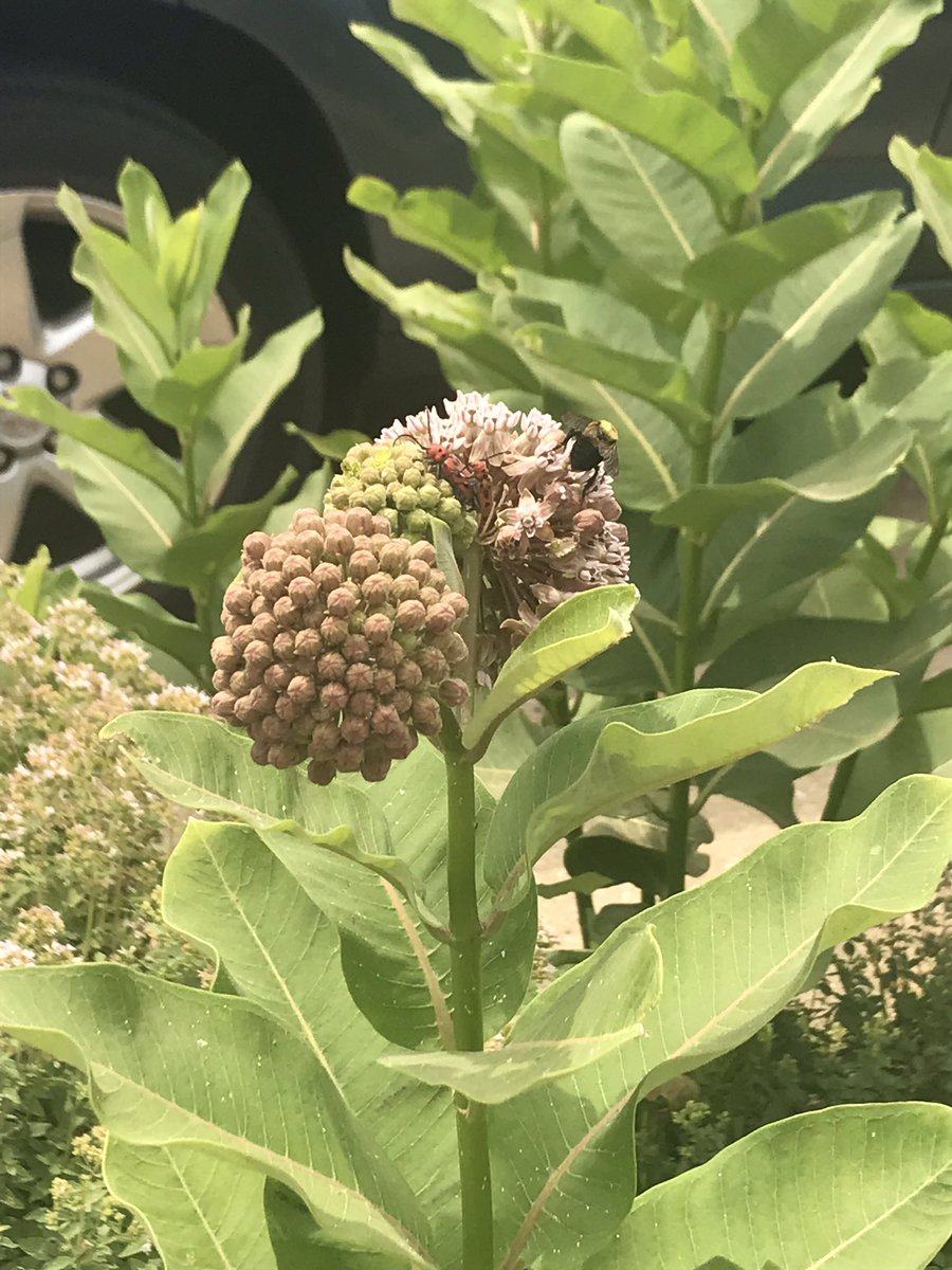 mrscapka's tweet photo. Our gardens @Hillcrest_BCPS are very busy with pollinators today #beeanengineer @ramos_maria1 @mwebsterbcps @BCPSOutdoorSci @HESCourtyard https://t.co/aAD6tKiYJl