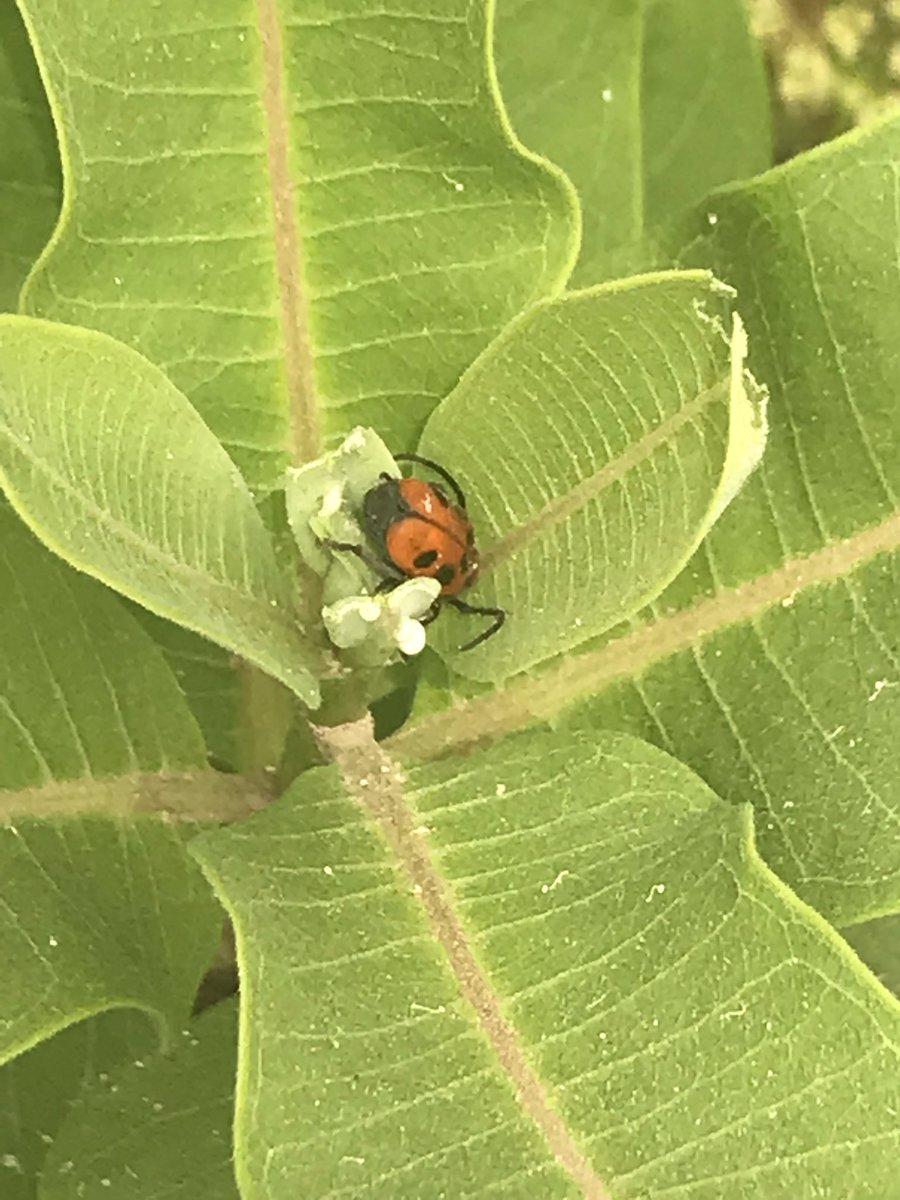 mrscapka's tweet photo. Our gardens @Hillcrest_BCPS are very busy with pollinators today #beeanengineer @ramos_maria1 @mwebsterbcps @BCPSOutdoorSci @HESCourtyard https://t.co/aAD6tKiYJl