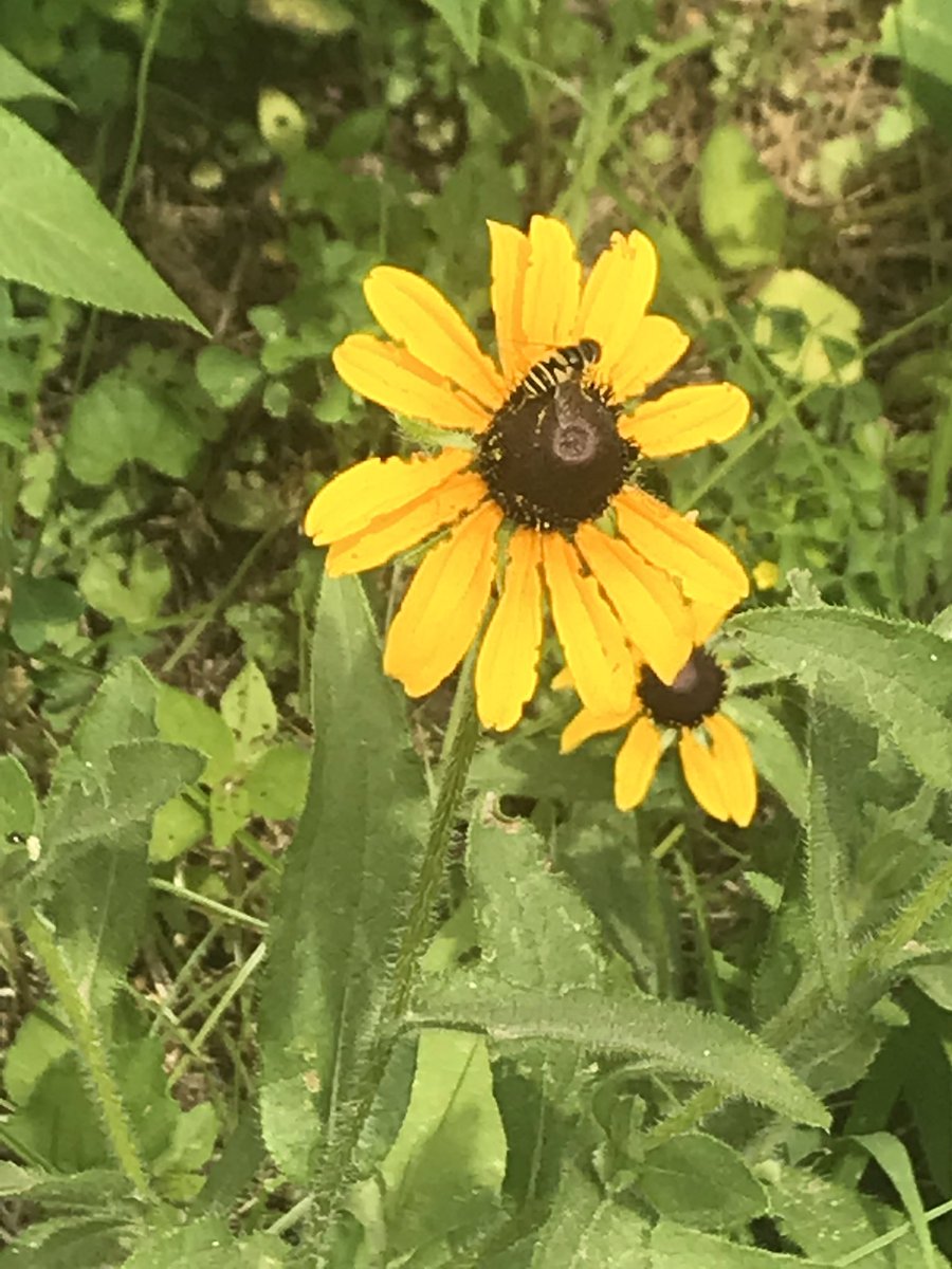 mrscapka's tweet photo. Our gardens @Hillcrest_BCPS are very busy with pollinators today #beeanengineer @ramos_maria1 @mwebsterbcps @BCPSOutdoorSci @HESCourtyard https://t.co/aAD6tKiYJl