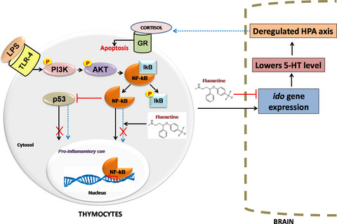 ImmunolCellBiol's tweet photo. #ImmunolCellBiol Original Research: Gosh et al identify that 'Fluoxetine triggers selective #apoptosis in inflammation‐induced proliferating (Ki‐67high) #thymocytes' #ICBWiley https://t.co/wis3qQLG9z https://t.co/jIj7vzXyeu