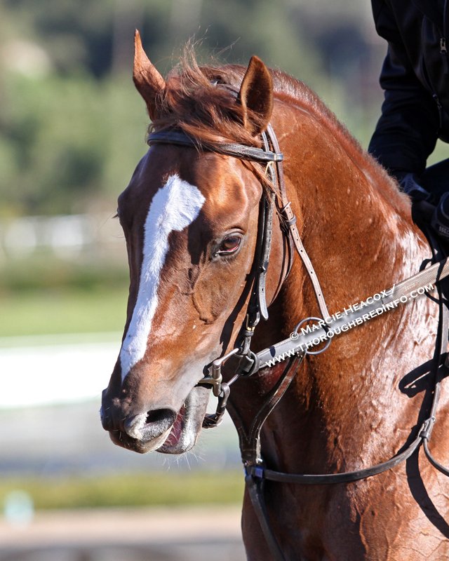 ThorobredInfo's tweet photo. How lovely. #Zenyatta's second foal -- #Ziconic -- has been retired to a sporthorse farm in CA, where he will serve as an #OTTB ambassador, like his big brother #CozmicOne is doing in KY. @ABRLive @BreedersCup https://t.co/ygk5zk7Kjm