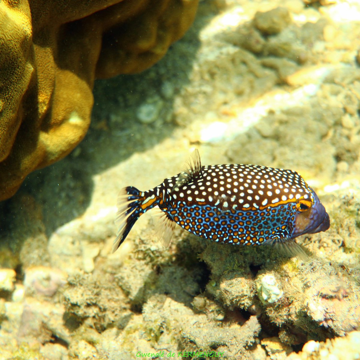 GwenoleK's tweet photo. #SaveOurSeas #MarinePhotography #Sea #Nature
#Travel #UnderWater #Diving #environment
#Conservation #love
#life #UnderwaterPhotography
#Canon #Ocean #Vitaminesea  #Adventure #Marine #Wildlife https://t.co/3z3zCrsaIy