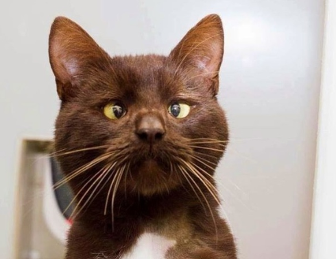 catsscrapers,,, (@catsscrapers) on Twitter photo 