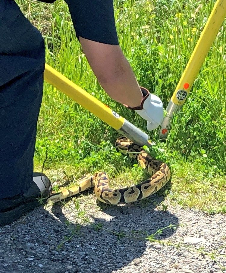 DRPS's tweet photo. Sssssssnake found on a busy Whitby ssssstreet this afternoon. Officers from @DRPSCWDiv and @WhitbyFire rescued it near Victoria St and Lakeridge in Whitby. Animal services sssssafely moved him to a ssssafer place. https://t.co/Wg7BbiOMHp