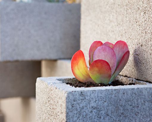 MEGABLOCK1's tweet image. #MegaTips
¿Te sobraron bloques o complementos en tu proyecto?
Puedes utilizarlos como macetas para acentuar espacios con un poco de vegetación y color‼️
¡Se verán geniales en tu jardin!