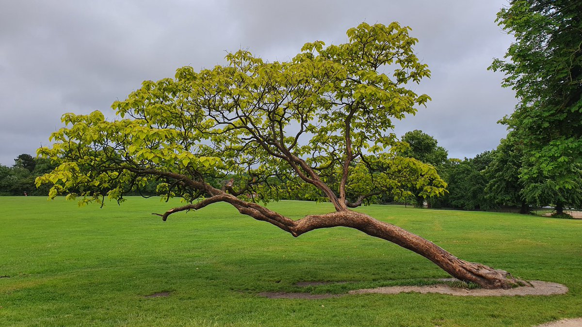nickbailey365's tweet photo. The Definition of Determination VII. This extraordinary Catalpa in a South London Park has endured years of kids (and adults) climbing its bows, yet somehow it clings on resolute in its dogged determination to survive. Amazing! @GWandShows #trees #London #park #gardening #garden https://t.co/RKd2fn9o8g