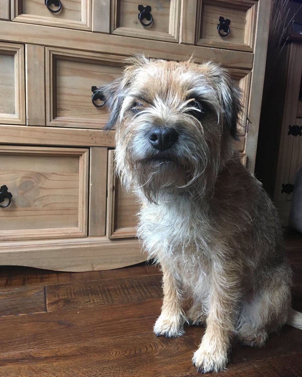 jack_border's tweet image. Yay it’s my birfday 💝🐾🎉🎉🎉🎉