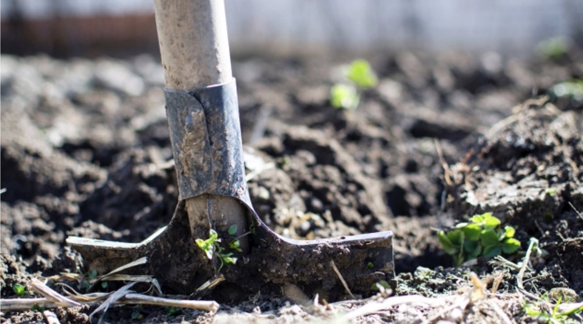 Het is een tijdje stil geweest... de onderbroeken zaten immers in de grond. Maar volgende week gaan we ze opgraven. Nu maar hopen dat de bacteriën, wormen en andere beestjes in de #bodem in de tussentijd niet stil hebben gezeten! #bestegrond #soilyourundies2019nl #bodemleven
